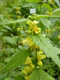 plante de lamier à fleurs jaunes