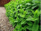 plate-bande de plantes de menthe