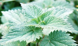 plante d'ortie à feuilles vertes